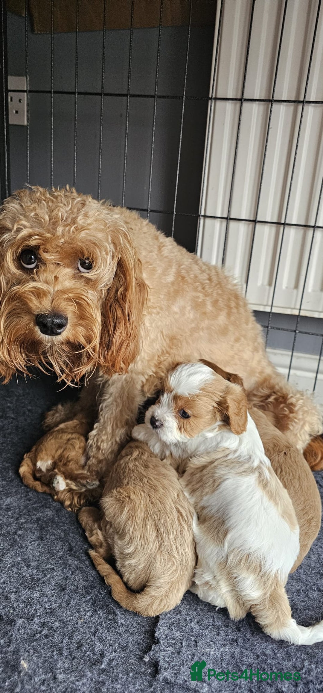 Cavapoo dogs for sale: Cavapoo puppy for sale - Image 5