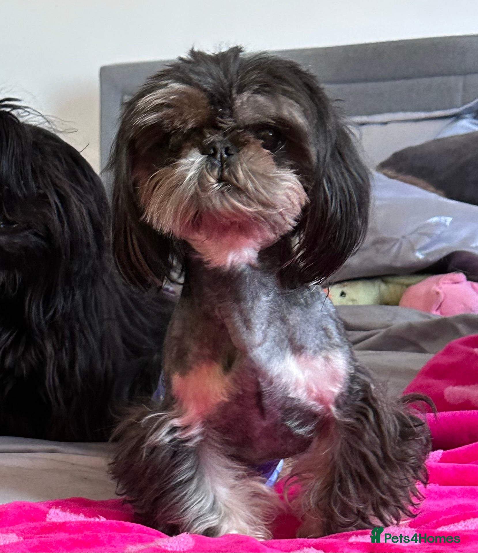 Shih Tzu dogs KC Reg Dobie Imperial Shih Tzu Stud (PROVEN) 👑  - Advert 17