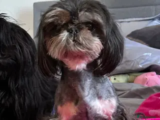 Shih Tzu dogs KC Reg Dobie Imperial Shih Tzu Stud (PROVEN) 👑 - Advert 17