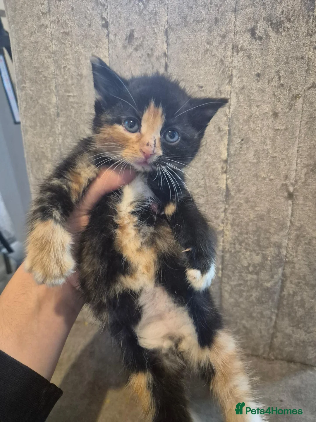 Mixed Breed cats for sale: 🐱❤️ 5 Beautiful fluffy Kittens🐱❤️ - Advert 15