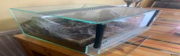 Tarantulas invertebrates for sale: Green Bottle Blue (Chrom. cyaneopubescens) - Advert 5