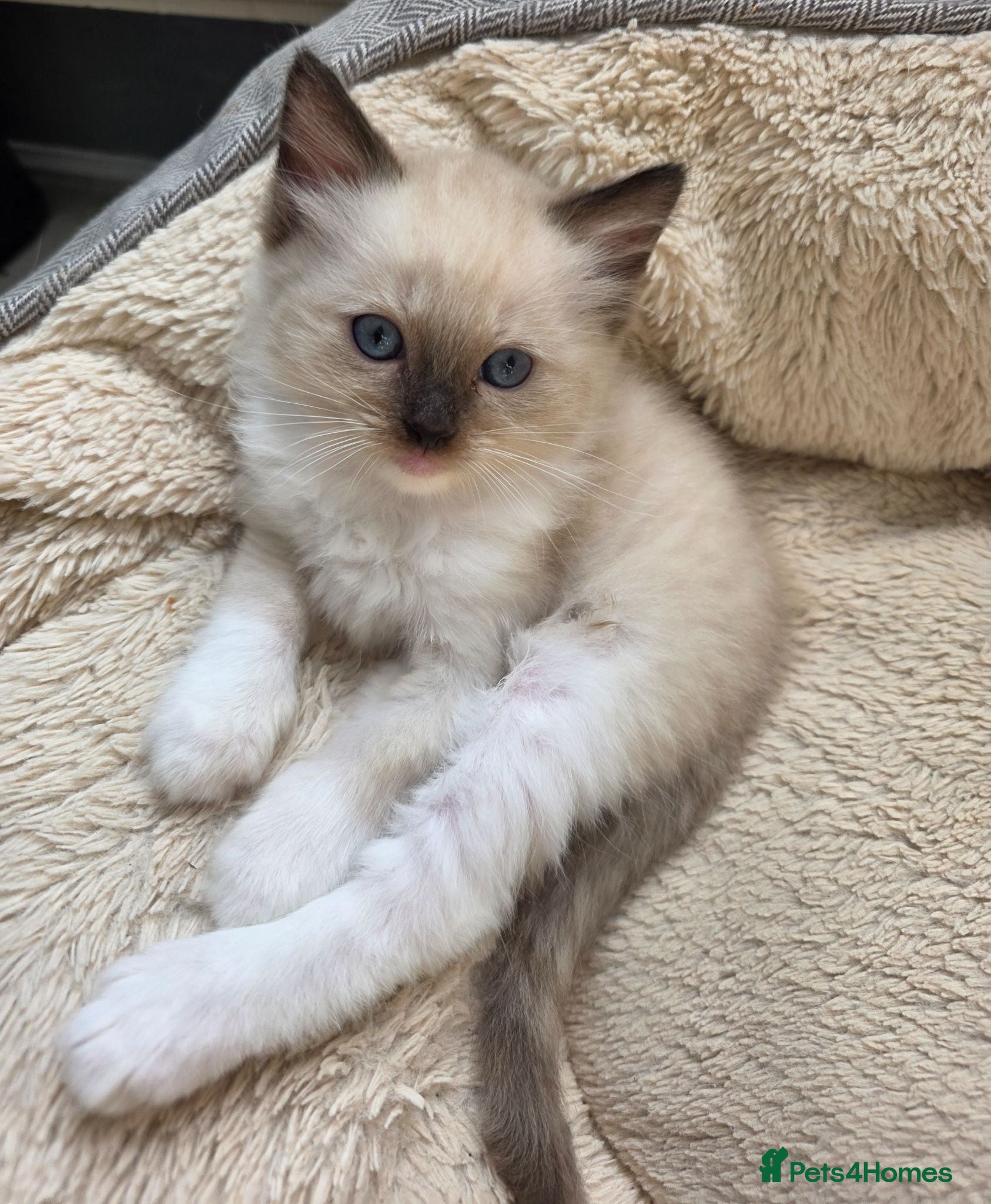 Ragdoll cats Pure Ragdolls kittens.Ready for pickup now😻🙀 - Advert 2