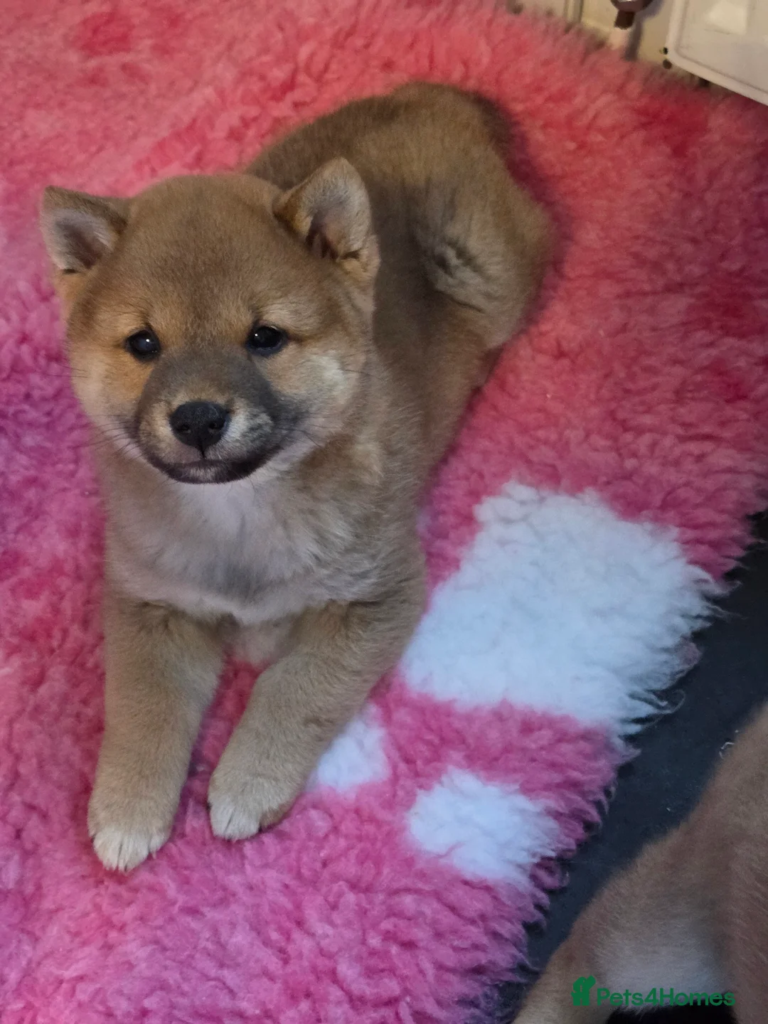 Japanese Shiba Inu dogs for sale: Japanese shiba inu puppies  - Advert 3