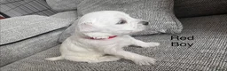 Maltese dogs for sale: Maltese puppies - Advert 3