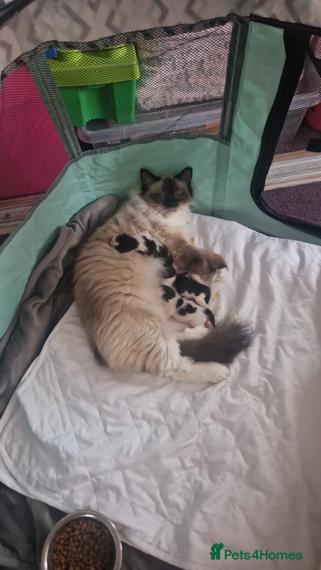 Ragdoll cats for sale: Ragdoll mix - Advert 8