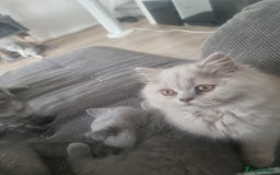 British Shorthair cats for sale: TOP💗 Quality British Shorthair 😻Kittens💋 - Image 5