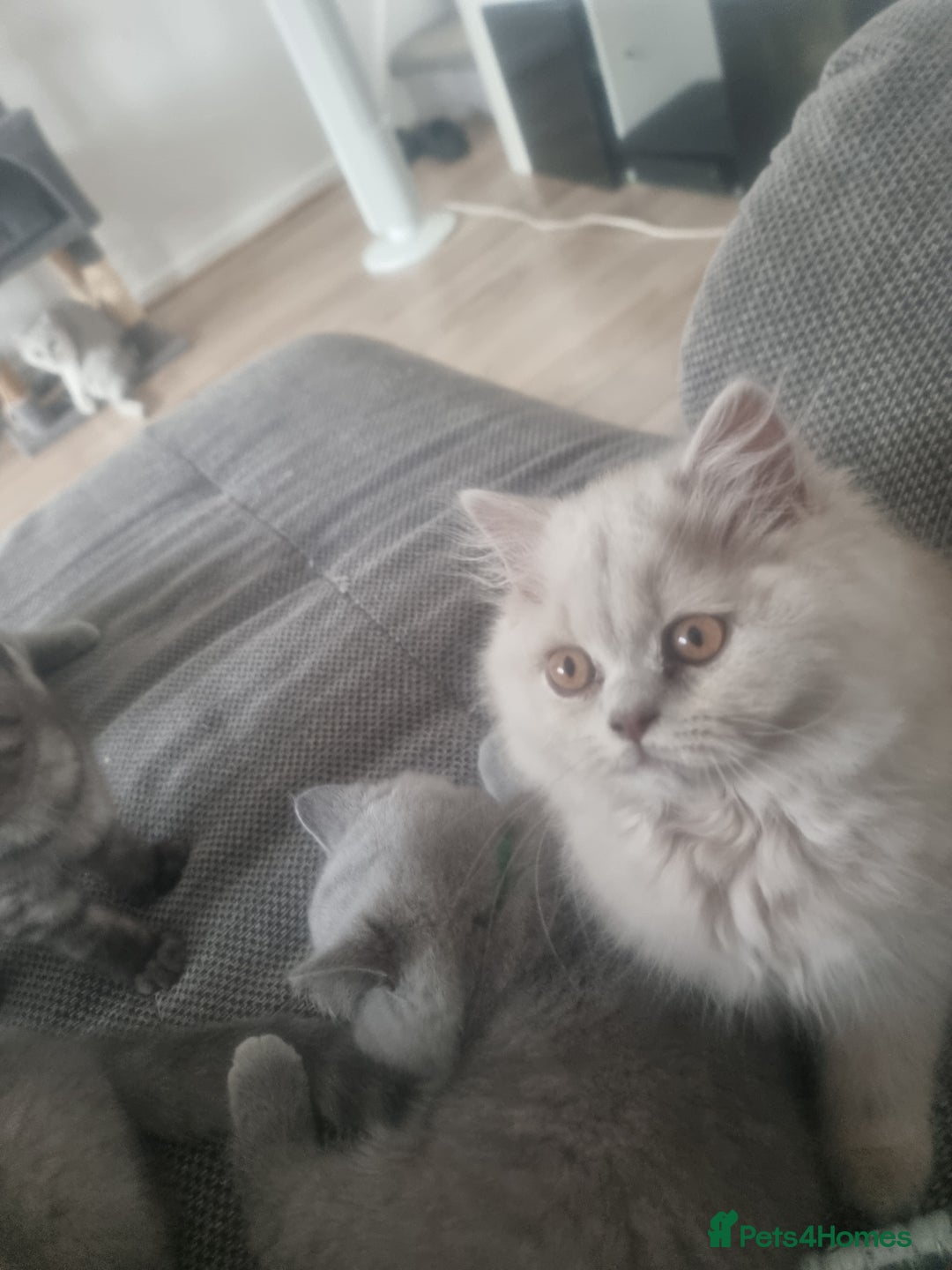 British Shorthair cats for sale: TOP💗 Quality British Shorthair 😻Kittens💋 - Image 5