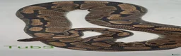 Python Snake reptiles for sale: Adult ball python's  - Advert 8
