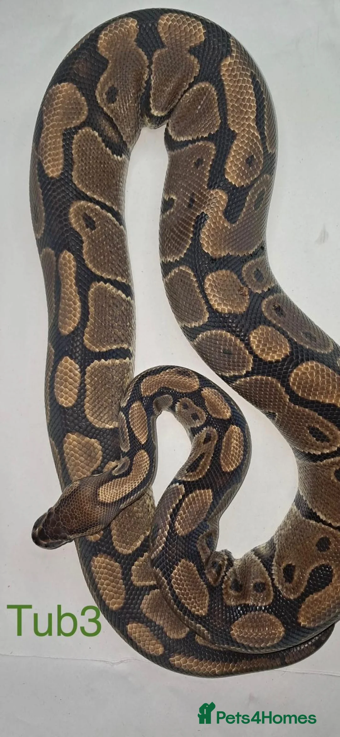 Python Snake reptiles for sale: Adult ball python's  - Advert 8
