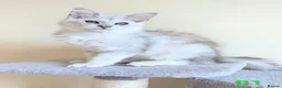 Maine Coon cats for sale: Male Maine Coons - Advert 5