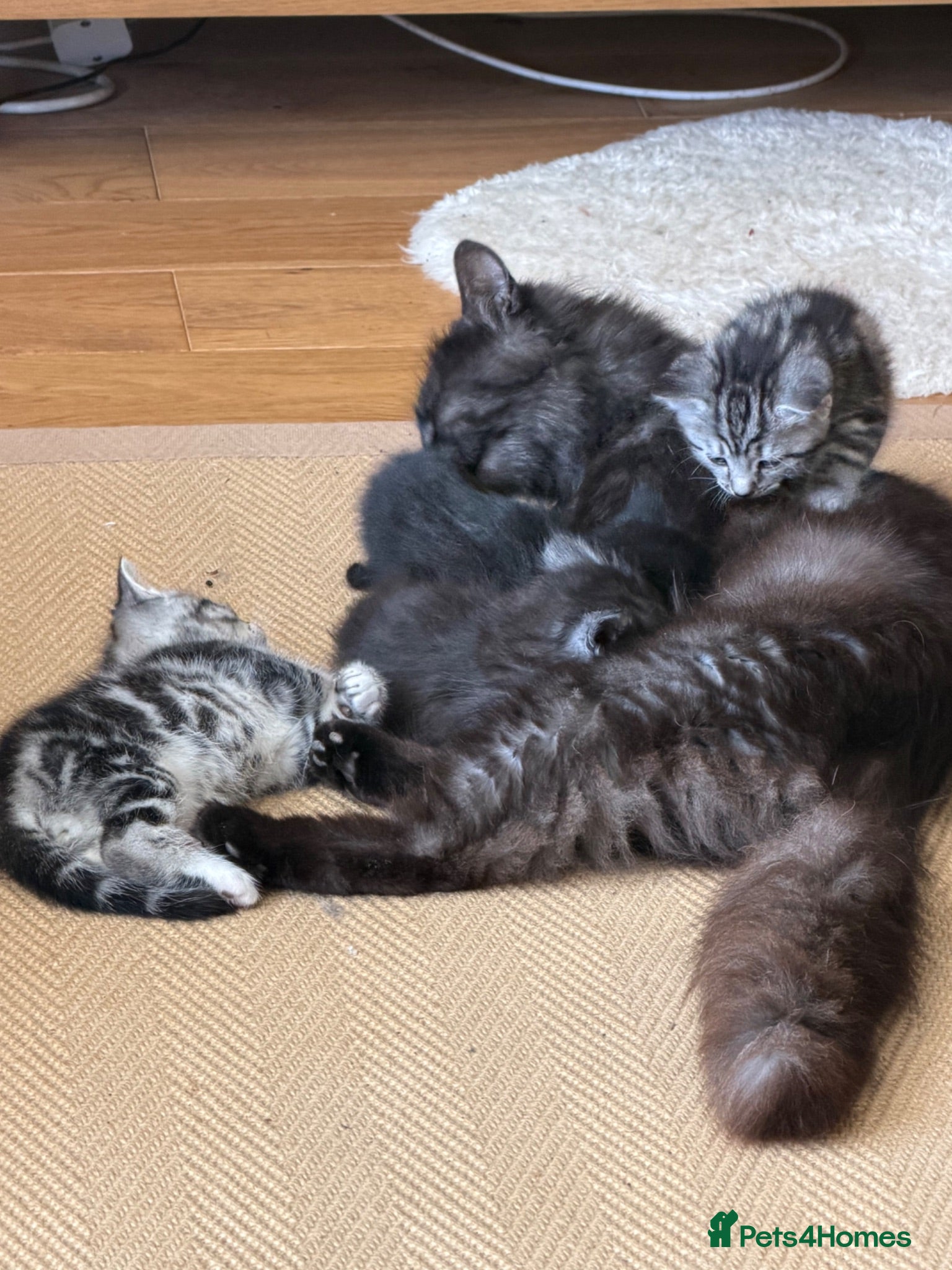 Mixed Breed cats Gorgeous Silver Tabby & Smokey Grey Kittens - Advert 12