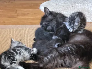 Mixed Breed cats Gorgeous Silver Tabby & Smokey Grey Kittens - Advert 5