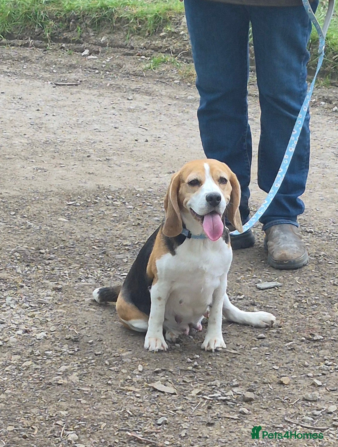 Beagle dogs Stunning litter kc reg Beagle puppies - Advert 2