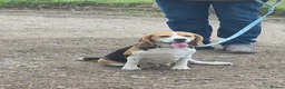 Beagle dogs for sale: Stunning litter kc reg Beagle puppies - Advert 1