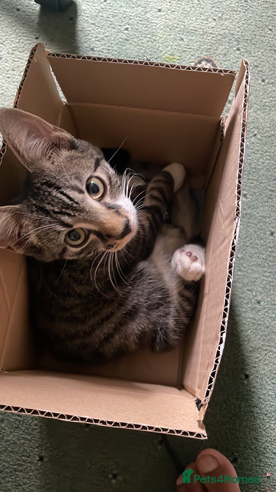 Domestic Shorthair cats Adorable kitten for sale(read description) - Advert 1