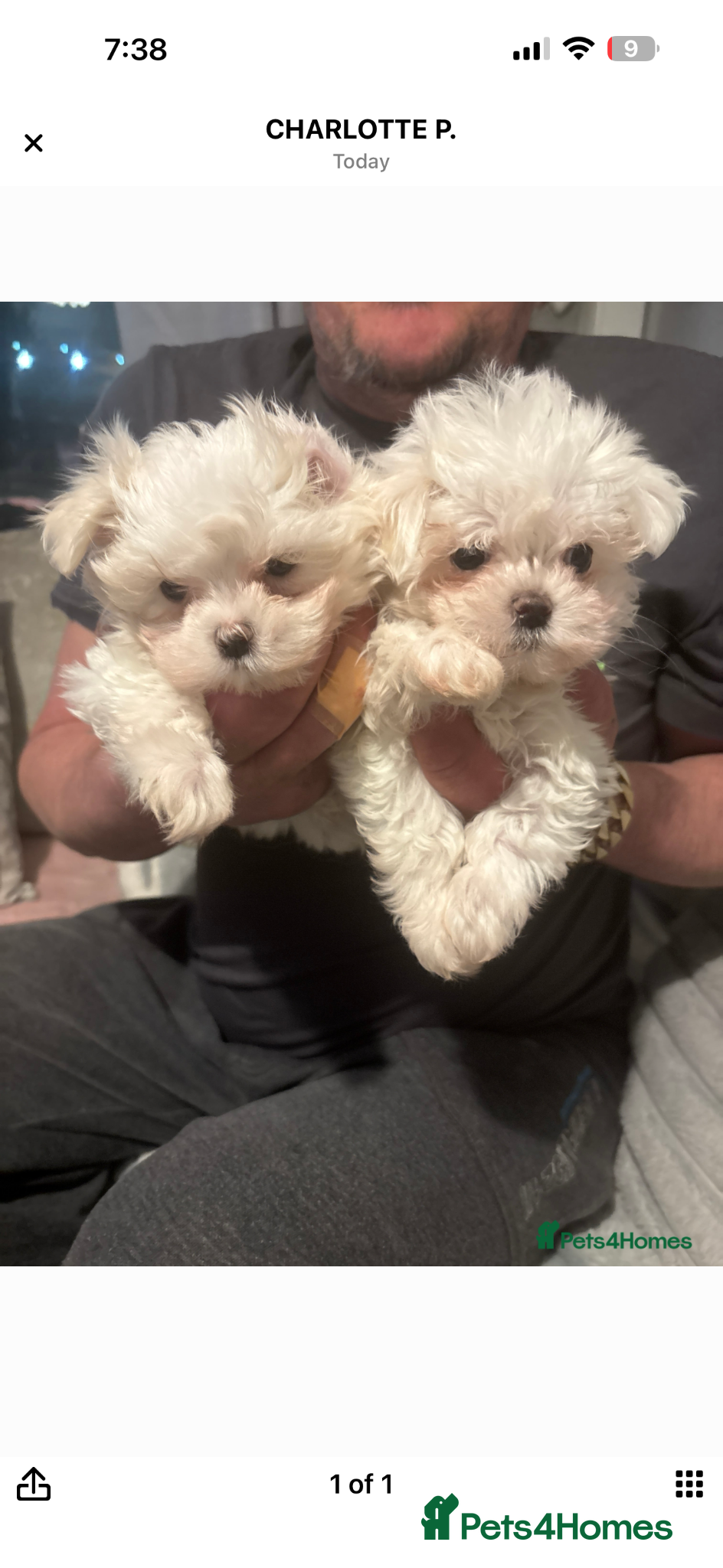 Maltese dogs stunning Korean Maltese puppies - Advert 4