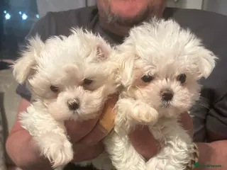 Maltese dogs stunning Korean Maltese puppies - Advert 4