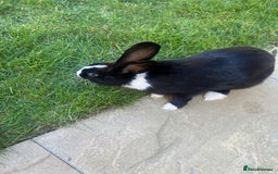 Mixed Breed rabbits for sale: Stunning blue eyed four bunnies ready for new home - Image 4