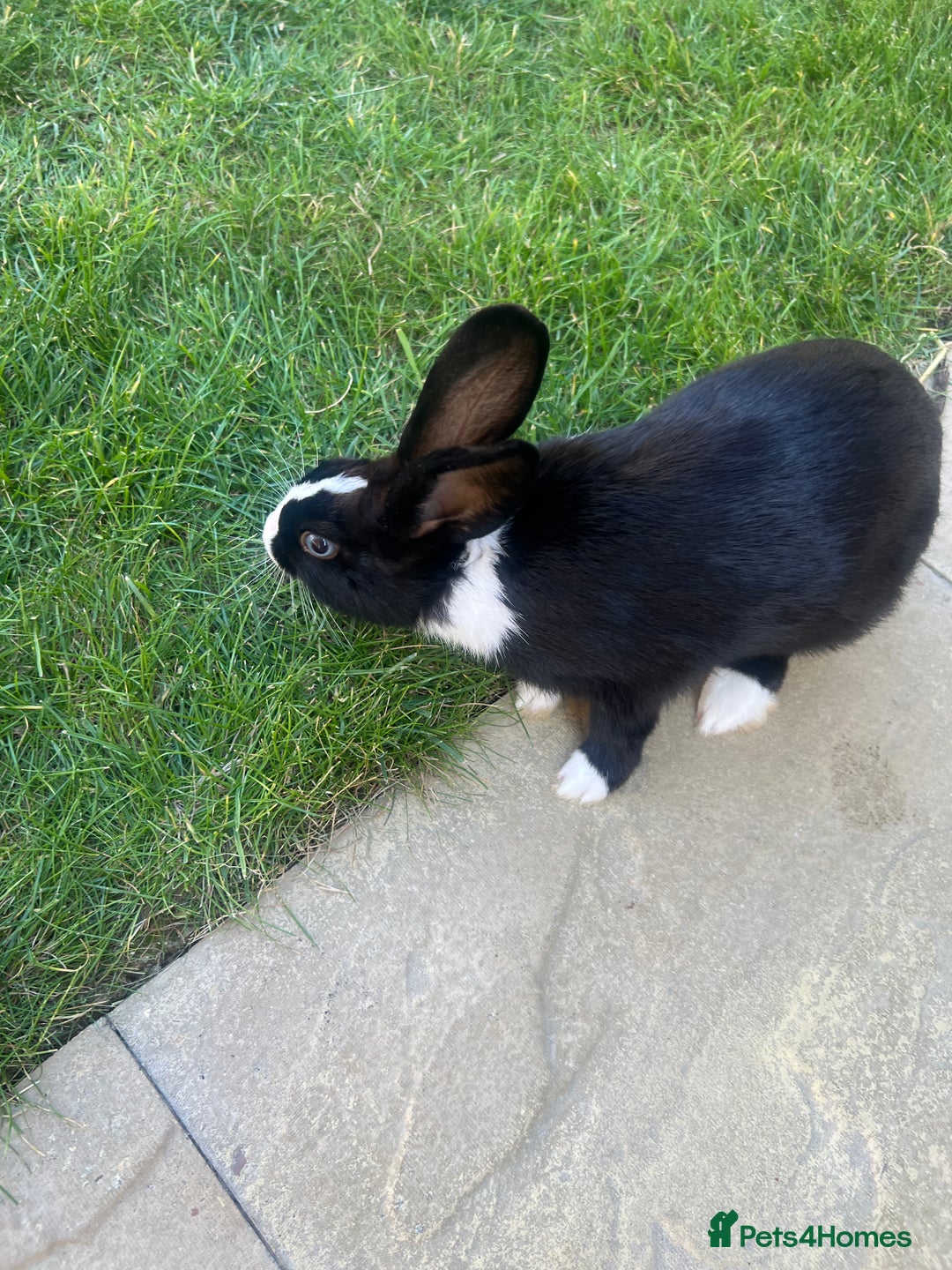 Mixed Breed rabbits for sale: Stunning blue eyed four bunnies ready for new home - Image 4