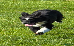 Border Collie dogs for sale: Maeve Border collie puppy  - Image 10