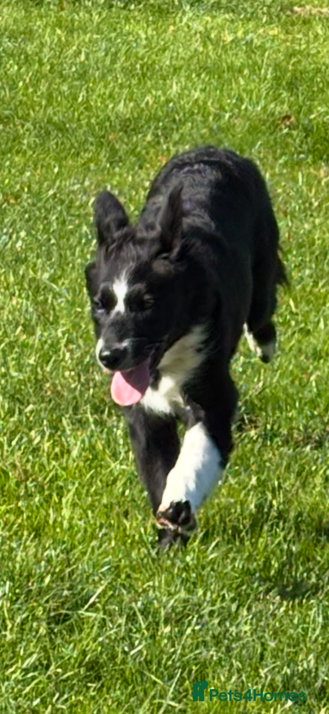 Border Collie dogs for sale: Maeve Border collie puppy  - Image 10