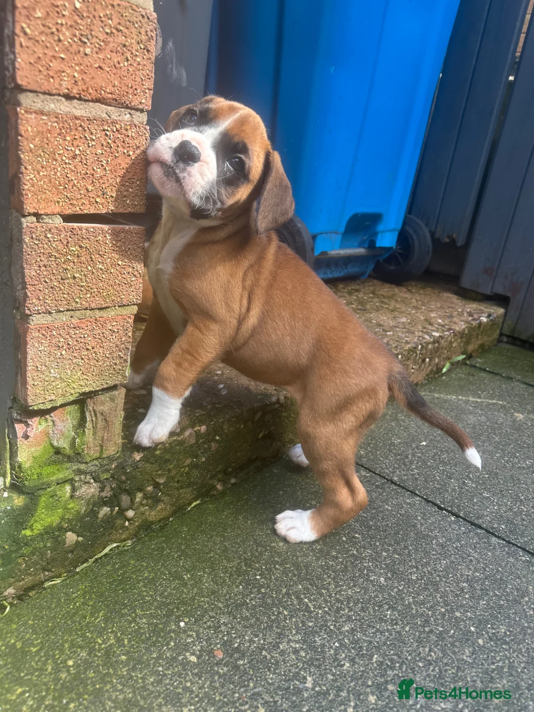Boxer dogs for sale: Stunning boxer puppies for sale - Advert 15