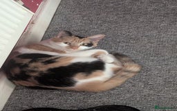 Mixed Breed cats for sale: Jaffacake  - Image 2