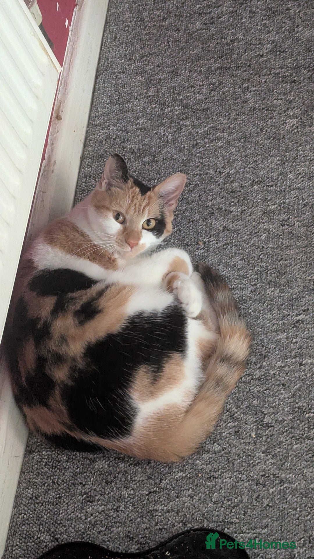 Mixed Breed cats for sale: Jaffacake  - Image 2