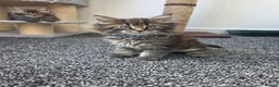 Maine Coon cats for sale: Maine coon pedigree kittens  - Advert 5