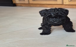 Kerry Blue Terrier dogs for sale: Kerry blue pups in Dungannon - Image 2