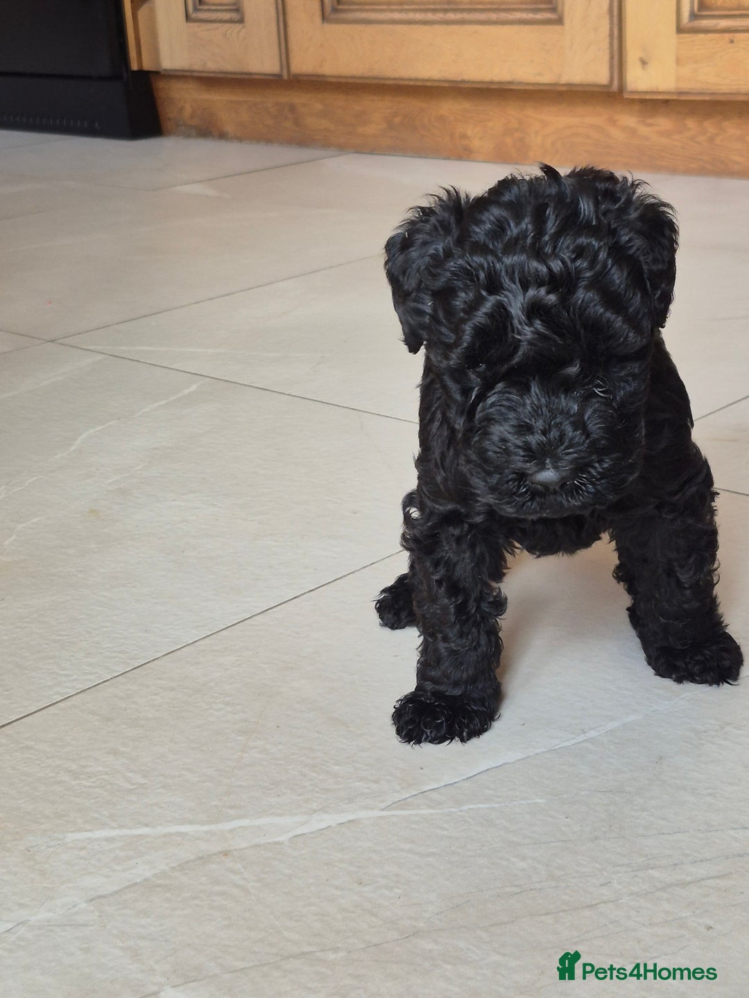 Kerry Blue Terrier dogs for sale: Kerry blue pups in Dungannon - Image 2