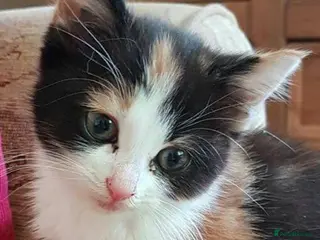 Mixed Breed cats Cute kittens - Advert 2