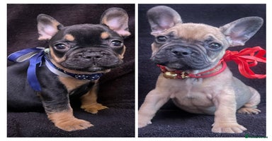 French Bulldog dogs - Advert 4