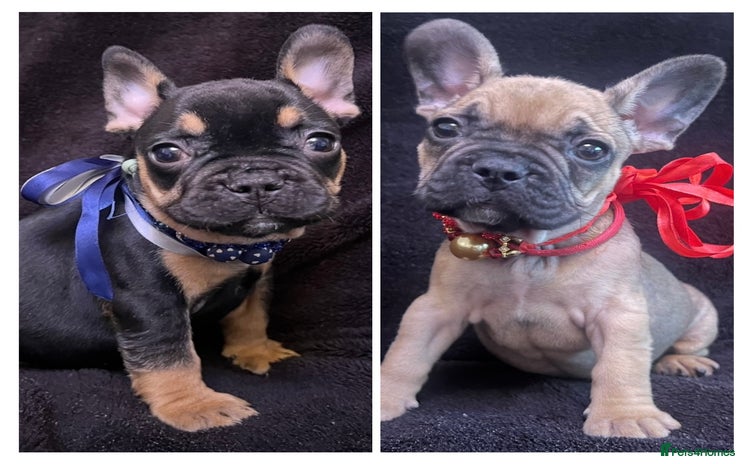 French Bulldog dogs - Advert 2