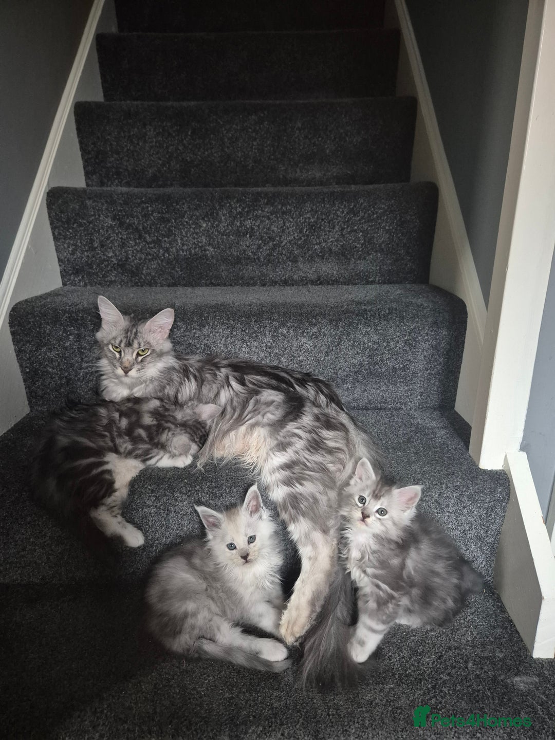 Maine Coon cats for sale: Maine Coon kittens - Advert 23