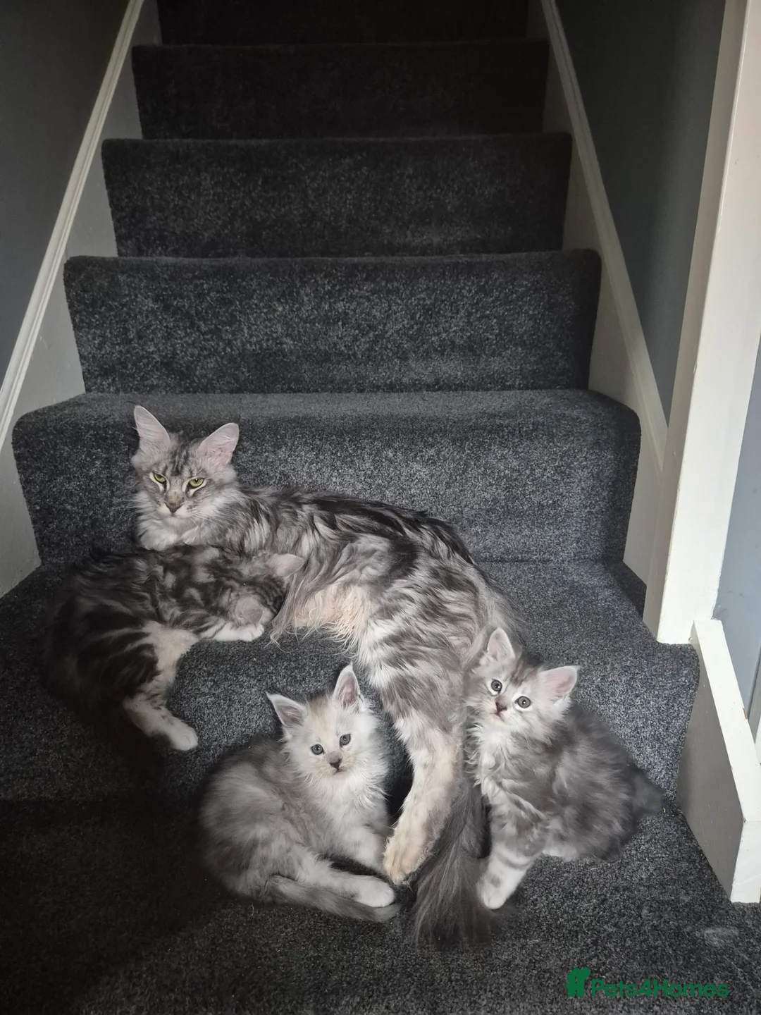 Maine Coon cats for sale: Tica registered Maine Coon kittens - Advert 23