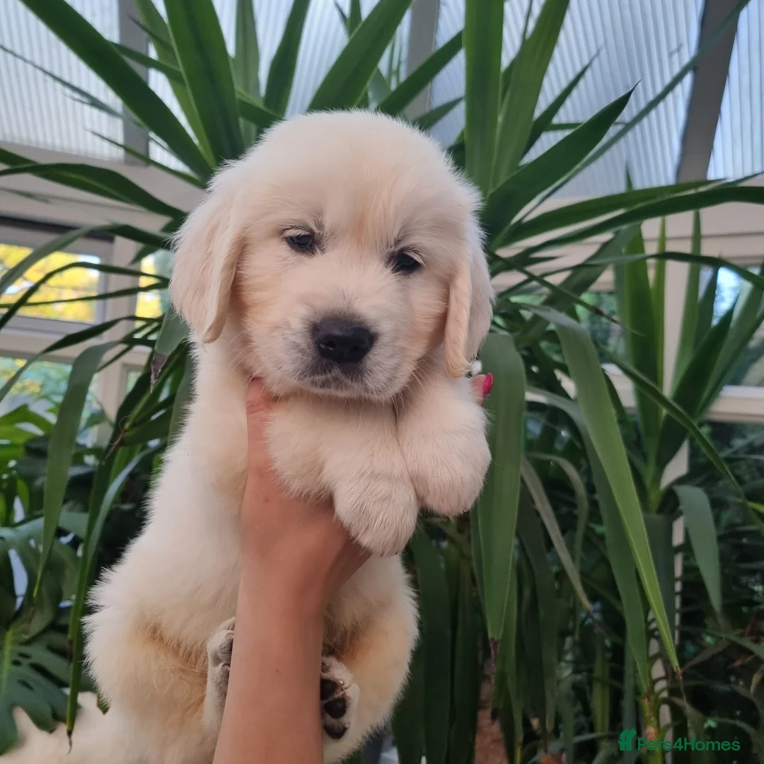 Golden Retriever dogs for sale: 5 Left- Champion Line KC Golden Retriever Puppies  - Advert 2
