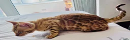 Bengal cats for sale: Price Heavily Reduced. Ready to Leave Now. TICA - Advert 5