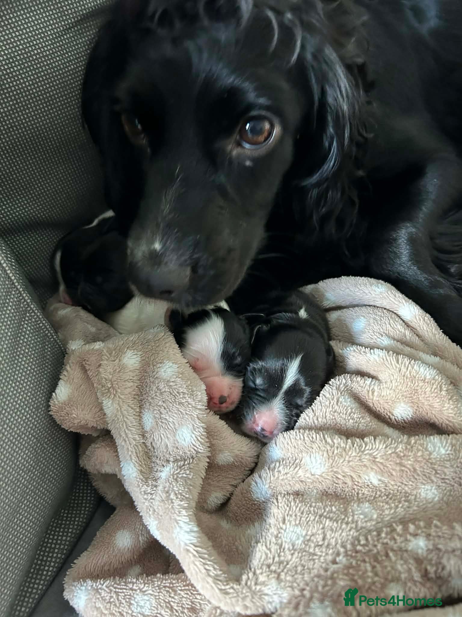 Sprocker dogs 2 male sprocker spaniel puppies for sale. - Advert 1