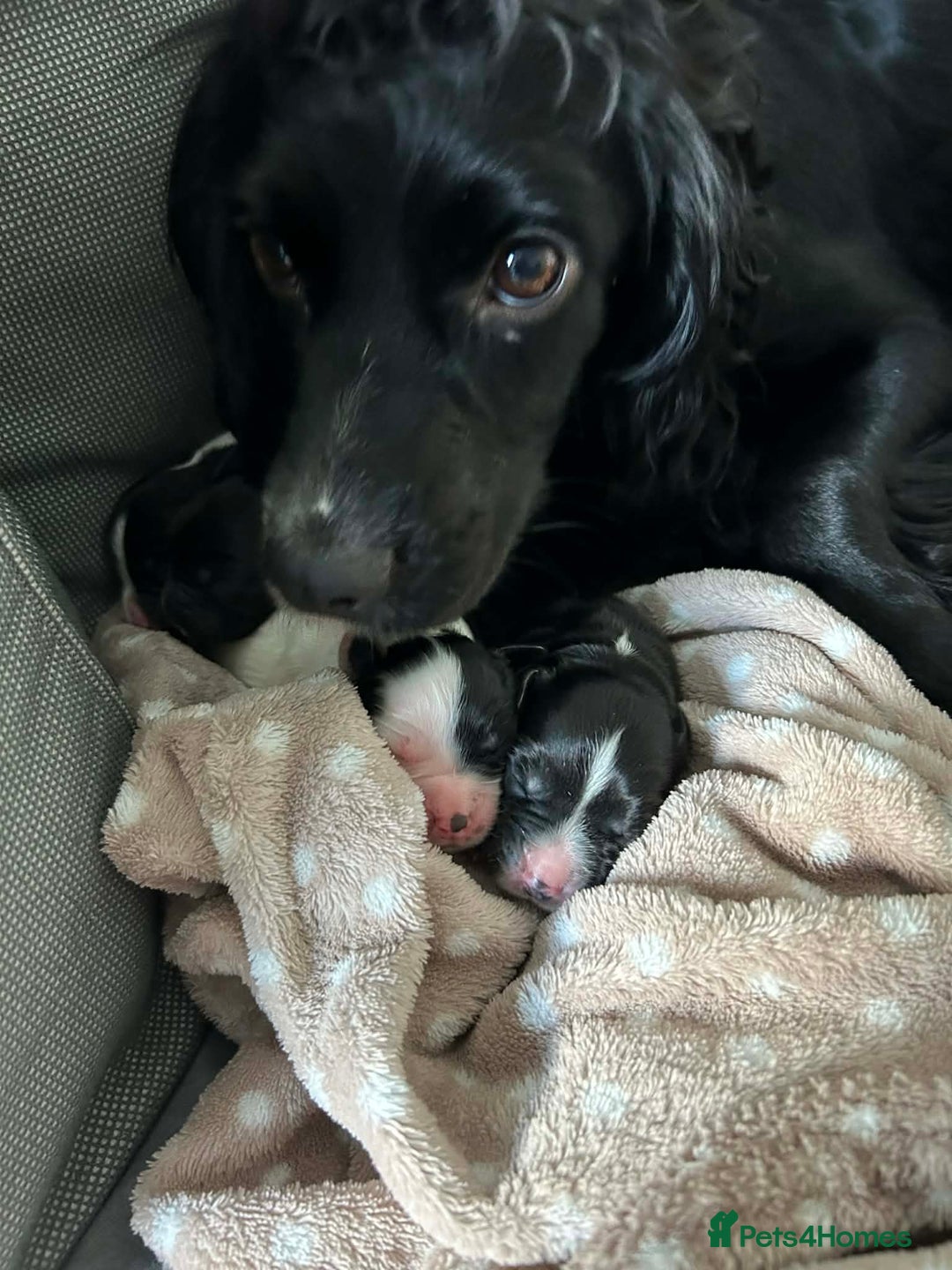 Sprocker dogs for sale: 2 male sprocker spaniel puppies for sale. - Advert 1