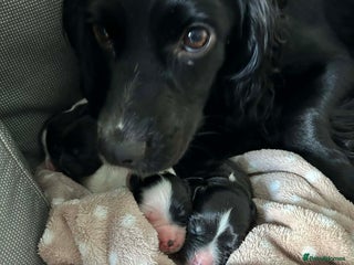Sprocker dogs 2 male sprocker spaniel puppies for sale. - Advert 2