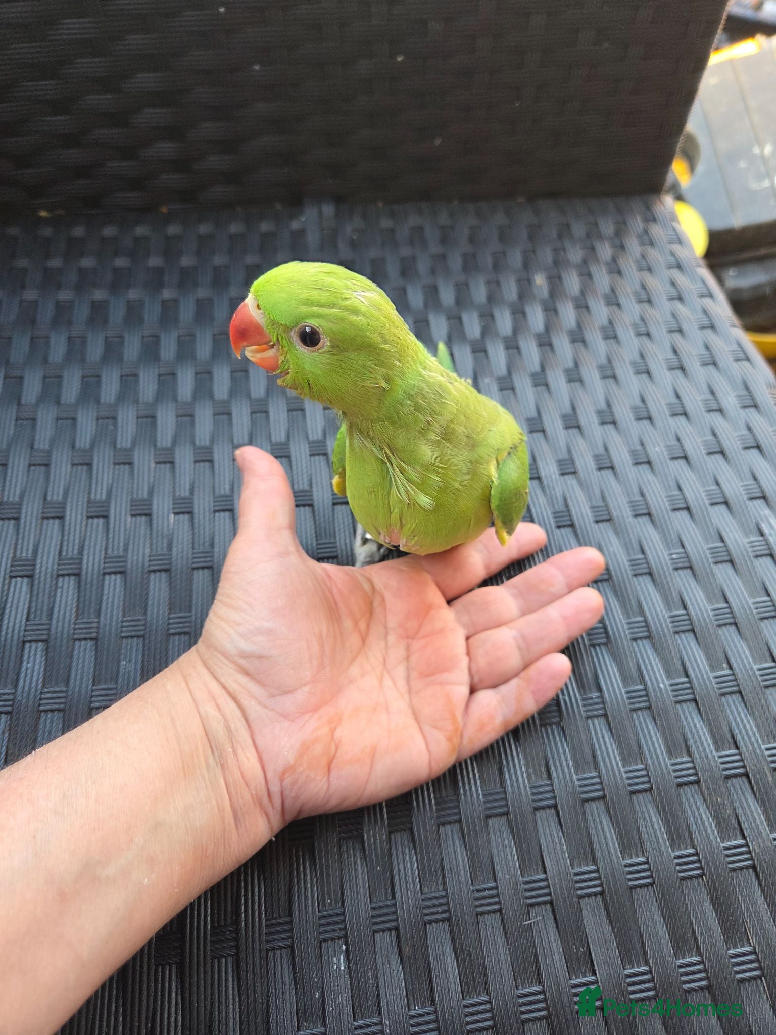 Ringnecks birds Hand-Reared Baby Indian Ringnecks for Sale  - Advert 2