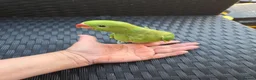Ringnecks birds for sale: Hand-Reared Baby Indian Ringnecks for Sale  - Advert 2