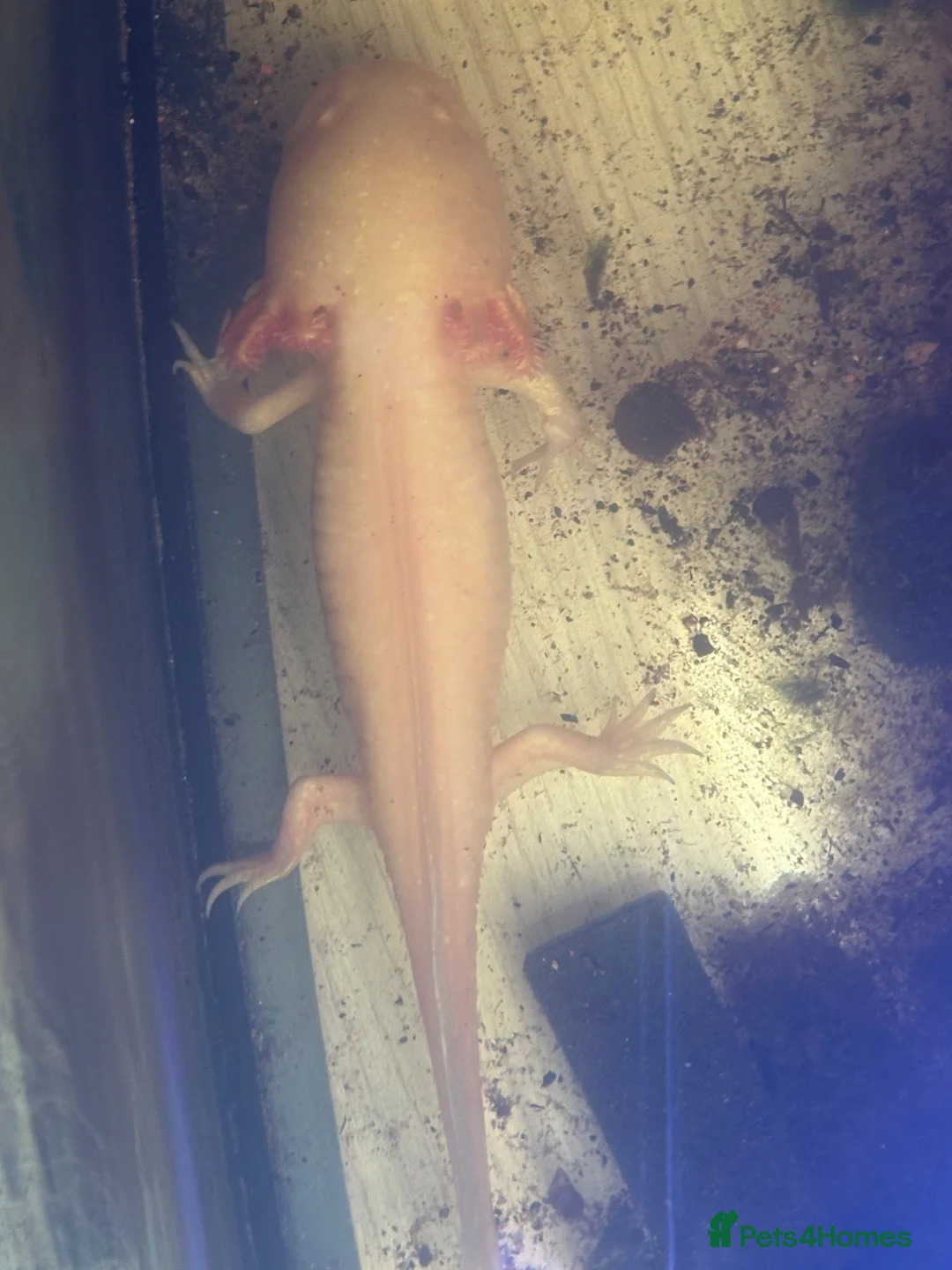 Axolotl reptiles for sale: Pair of female axolotl - Advert 2