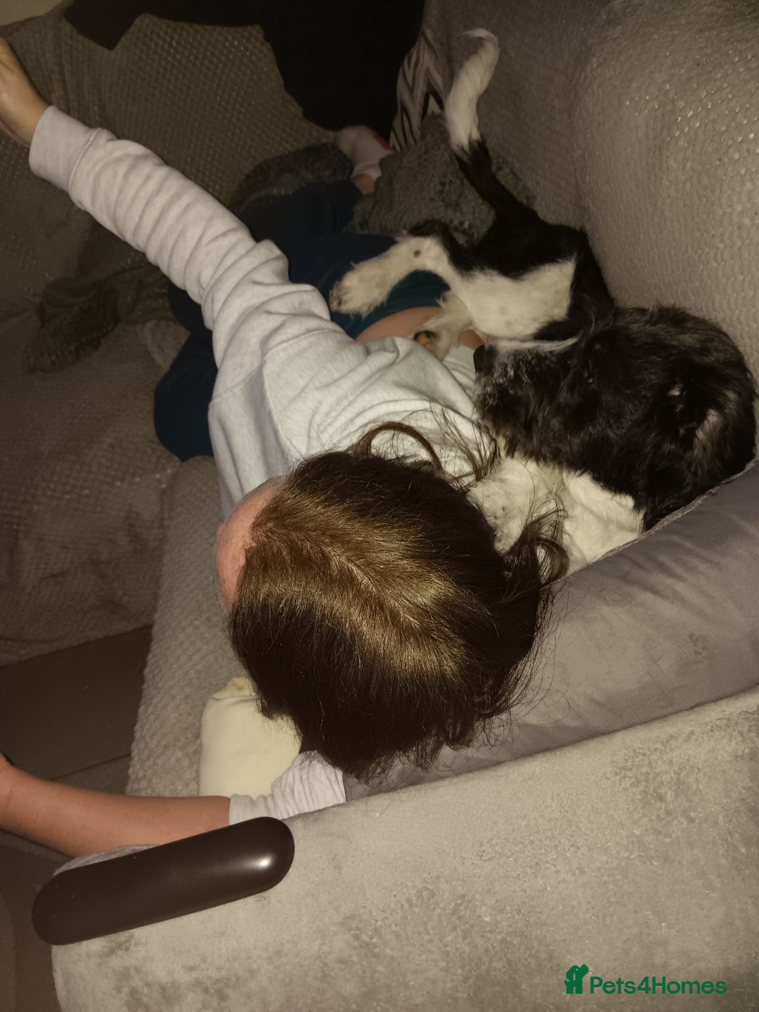 Mixed Breed dogs for sale: Unfortunately need to rehome - Advert 3