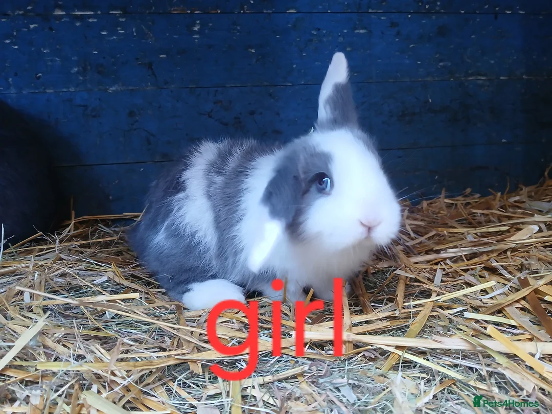 Mini Lop rabbits for sale: Mini lop babies - Advert 3