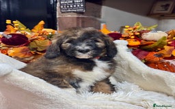 Bernedoodle dogs for sale: 5 tri colour bernedoodle puppies girls only  - Advert 4