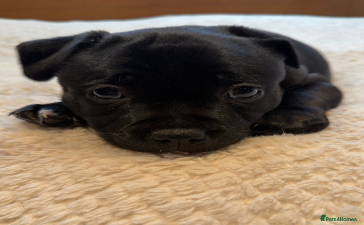 Staffordshire Bull Terrier dogs Staffordshire bull Terrier CHAMPION BLOODLINE  - Advert 3