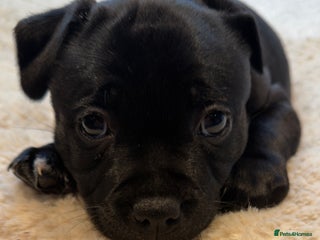 Staffordshire Bull Terrier dogs Staffordshire bull Terrier CHAMPION BLOODLINE - Advert 17