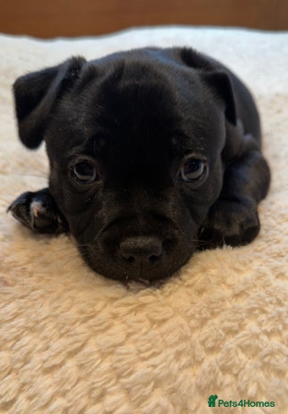 Staffordshire Bull Terrier dogs Staffordshire bull Terrier CHAMPION BLOODLINE - Advert 3